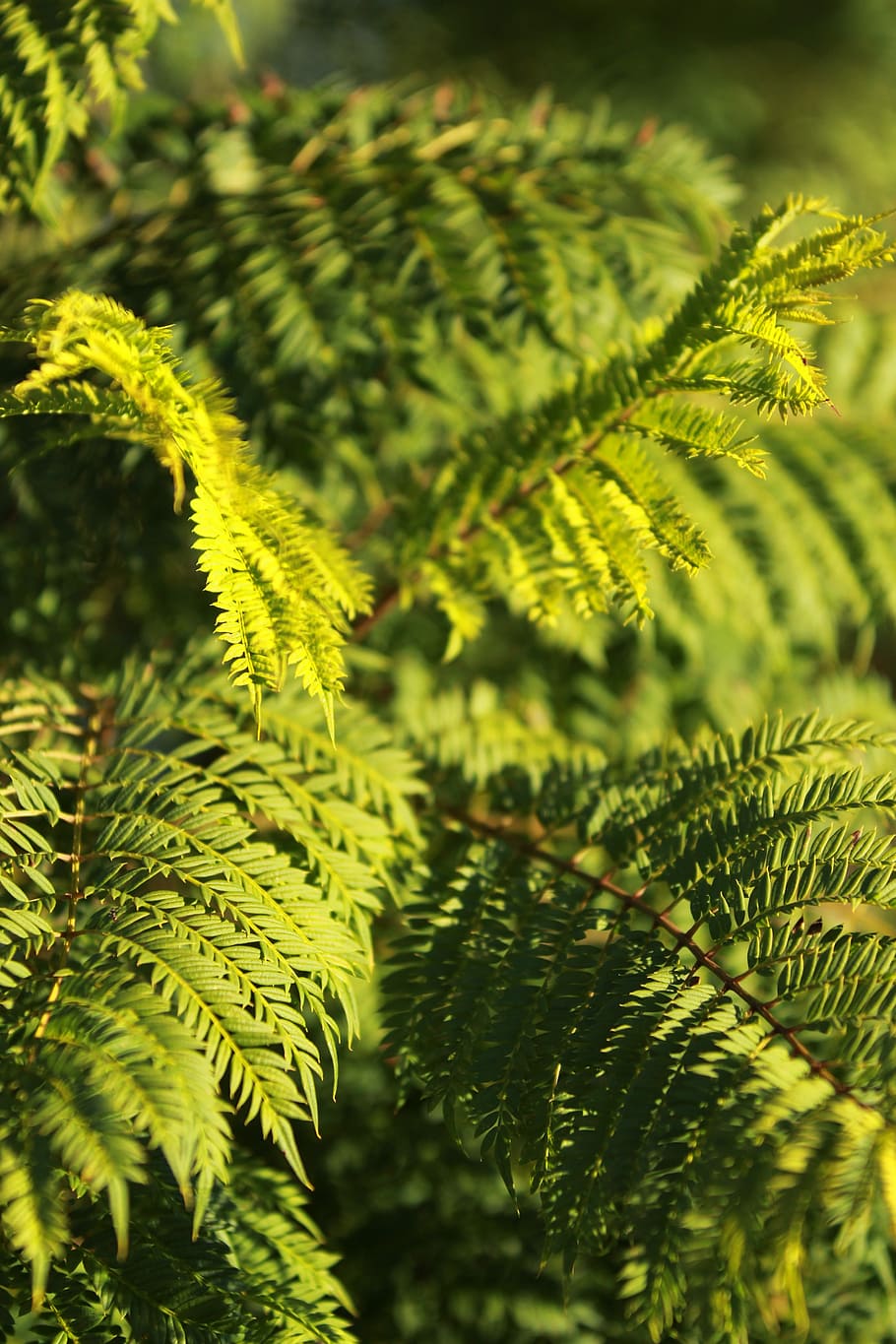 jacaranda, green, leaf, spring, plant, growth, green color HD wallpaper