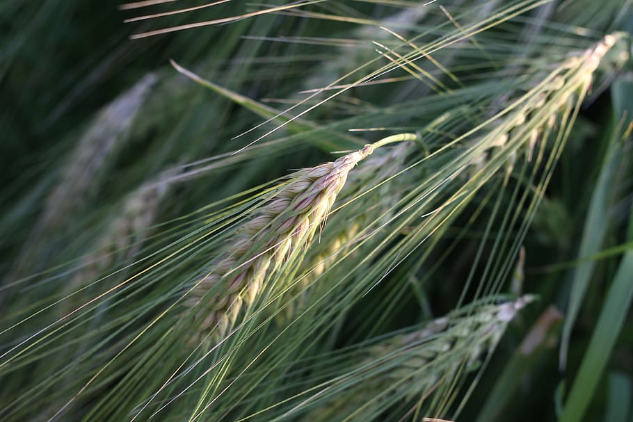 Cornfield, Narur, Seed, Grain, wheat field, nature, plant, close-up HD wallpaper