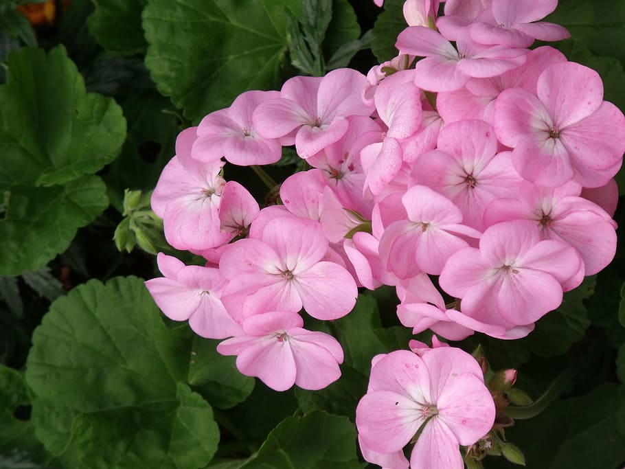geranium, pink, flower, blossom, petals, flowering plant, vulnerability HD wallpaper