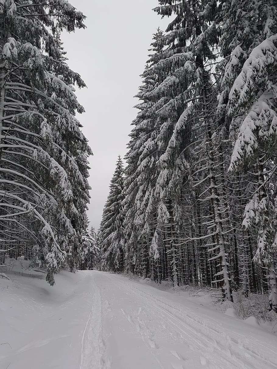 resin, forest, snow, winter, cold temperature, tree, plant HD wallpaper