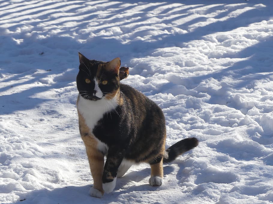 animals, winter, snow, cold temperature, mammal, animal themes HD wallpaper