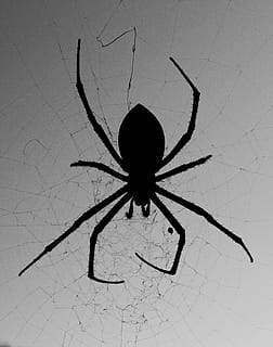 Spider, Web, Silhouette, B W, against the light, arachnid, spider Web HD wallpaper