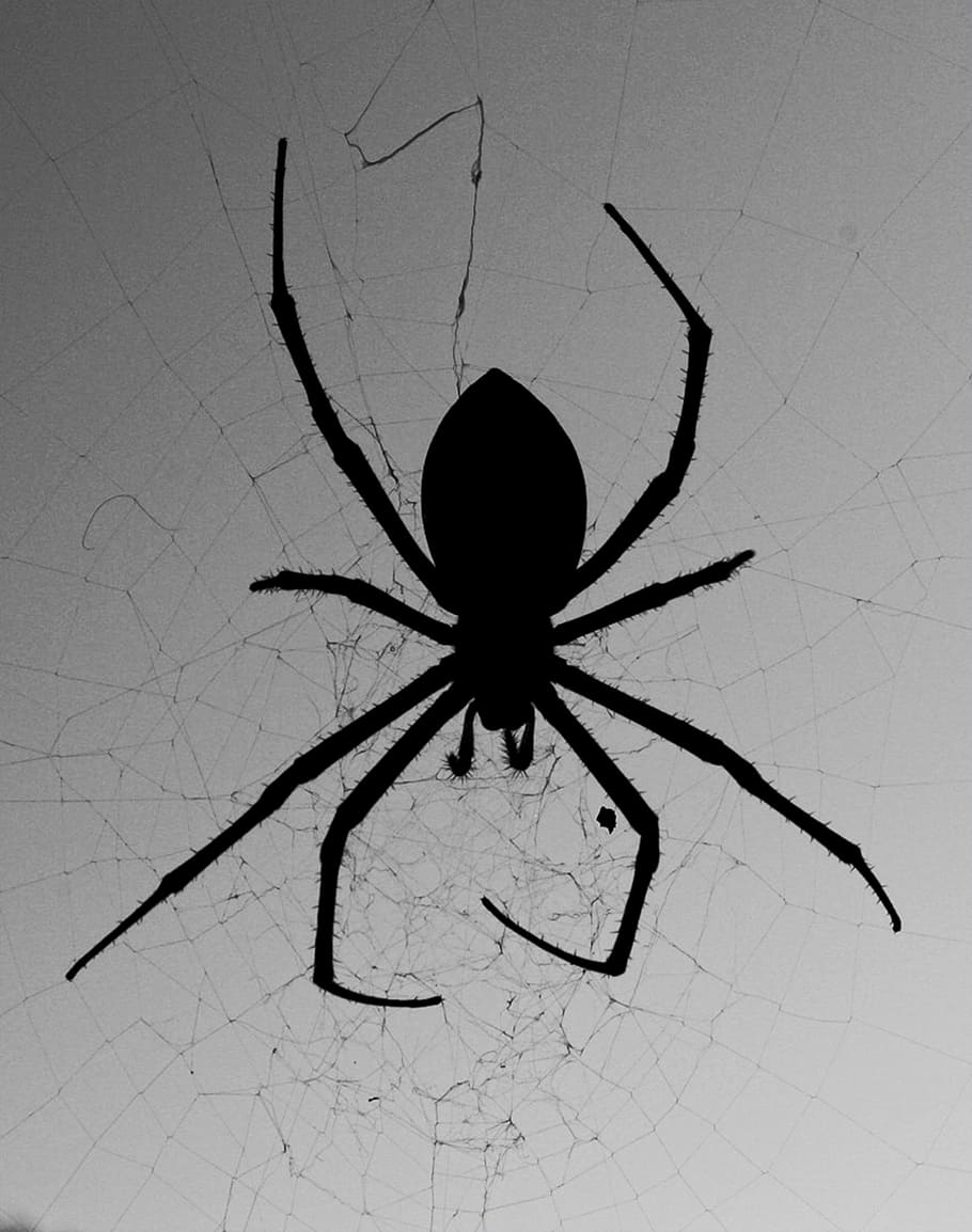 Spider, Web, Silhouette, B W, against the light, arachnid, spider Web HD wallpaper