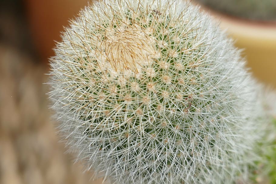 cactus, close, plant, prickly, thorns, flower, green, macro HD wallpaper