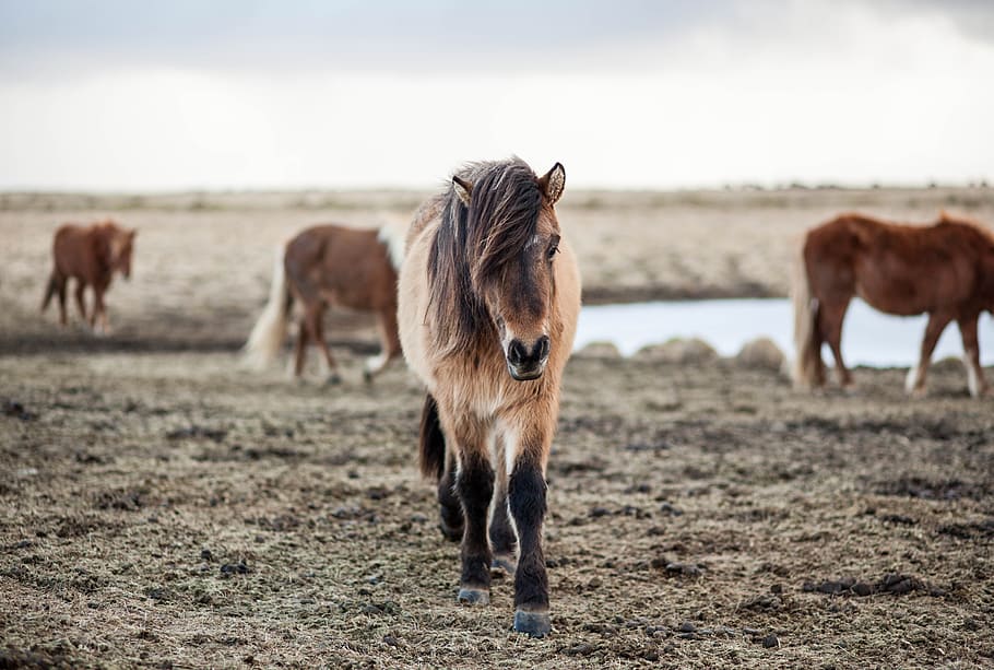 shallow focus photography of horse, brown and black foal at brown field during daytime HD wallpaper
