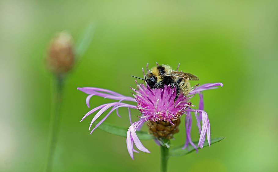 bee, insect, blossom, bloom, macro, purple, pollen, flower HD wallpaper