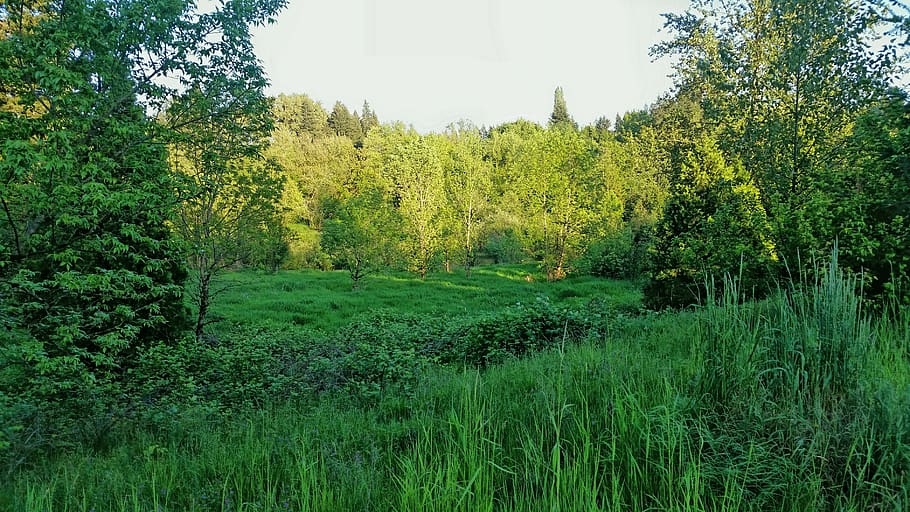 trees, green, desktop, background, plant, green color, growth HD wallpaper