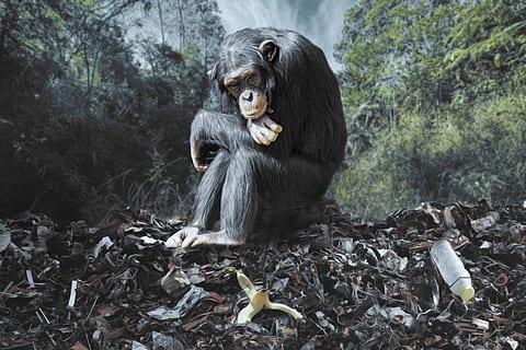 monkey, garbage, environment, nature, trees, banana, plastic bottle HD wallpaper