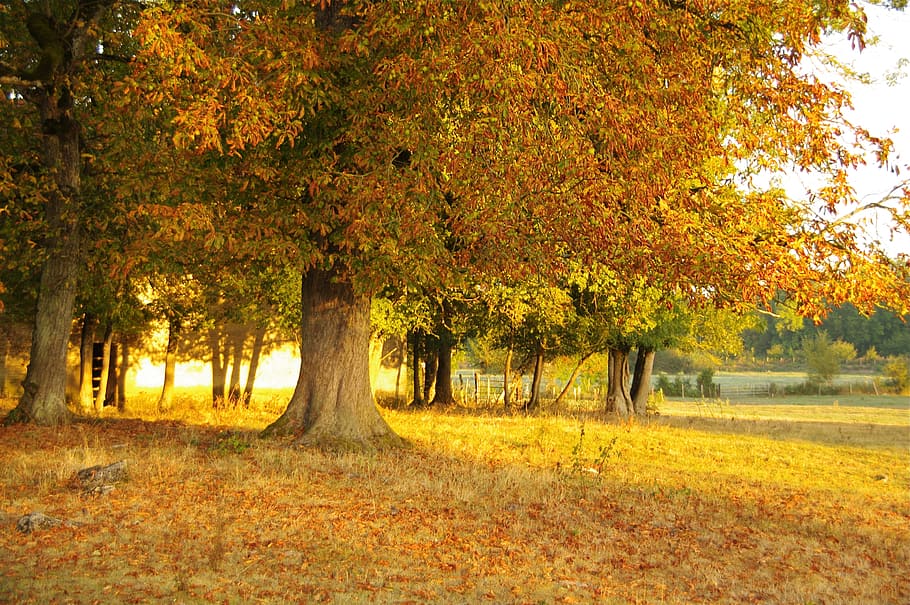 trees, landscape, summer, field, nature, autumn, plant, change HD wallpaper
