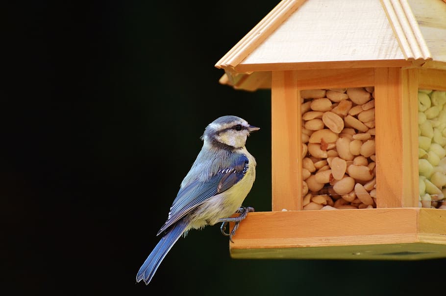 tit, bird, bird seed, peanuts, feed, depend, plumage, nature HD wallpaper