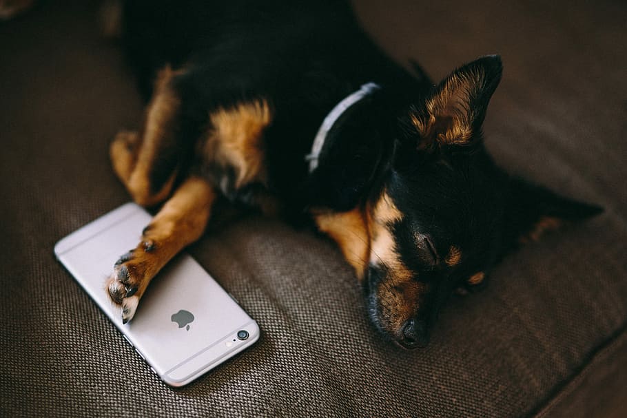 Puppy sleeping with iPhone 6, tech, technology, dog, pet, mobile, HD wallpaper