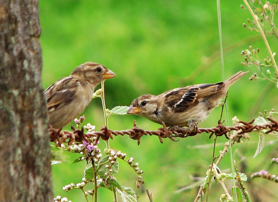 bird, nature, animals, animal themes, vertebrate, animal wildlife HD wallpaper