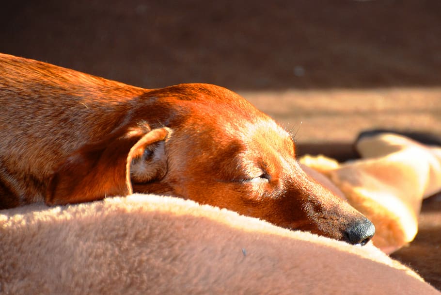 Dachshund, Sleep, Dog, one animal, animal themes, close-up HD wallpaper