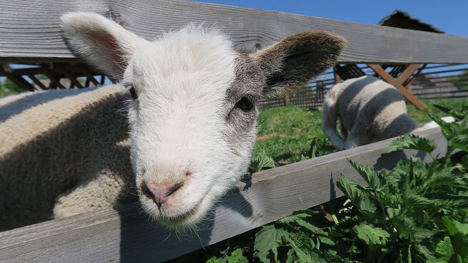 sheep, lamb, spring, mammal, animal themes, livestock, domestic animals HD wallpaper