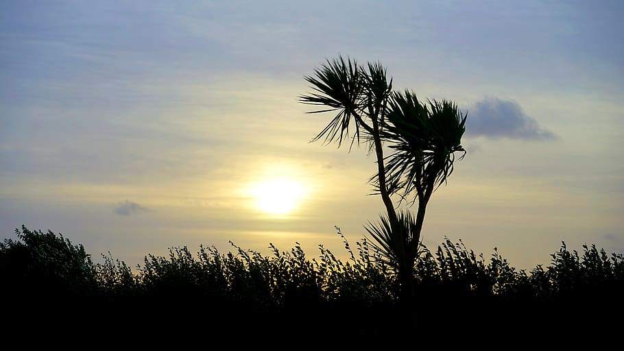 sun, tree, sky, plant, silhouette, beauty in nature, sunset HD wallpaper