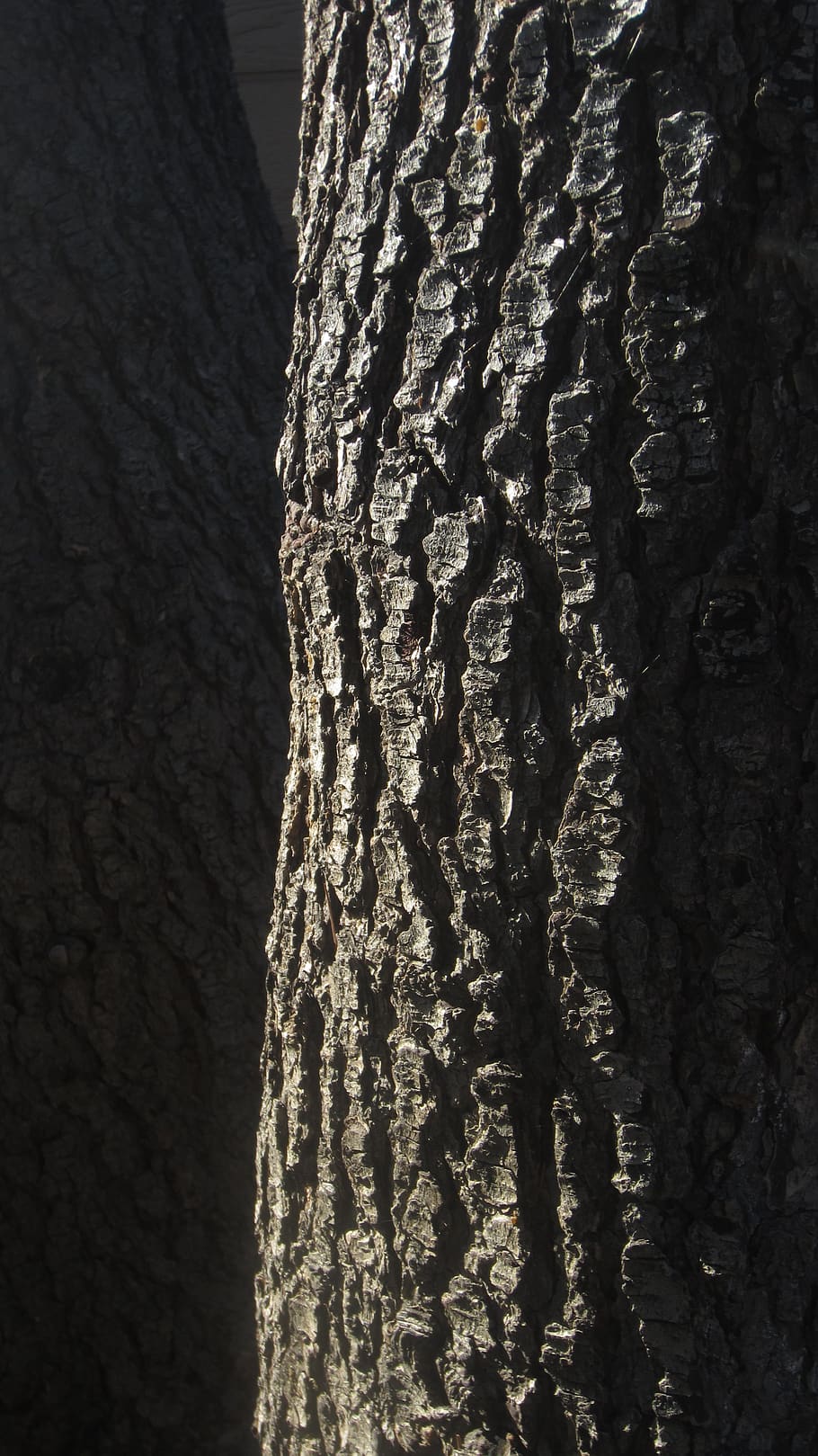 tree, pine, bark, wood, outside, dark, brown, evergreen, nature HD wallpaper