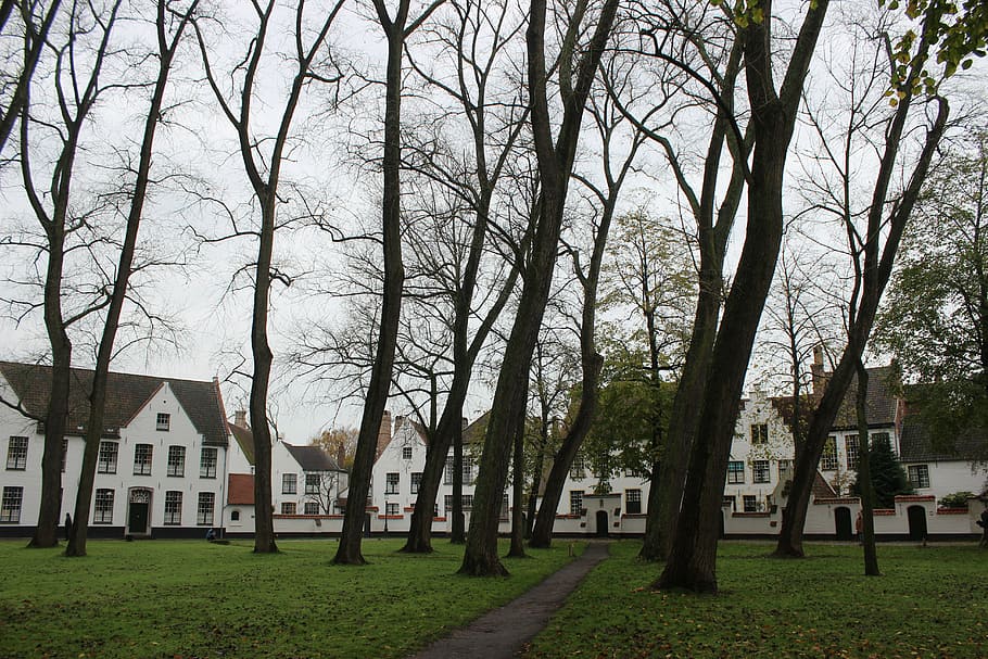 belgium, brugge, monastery, tree, architecture, built structure HD wallpaper