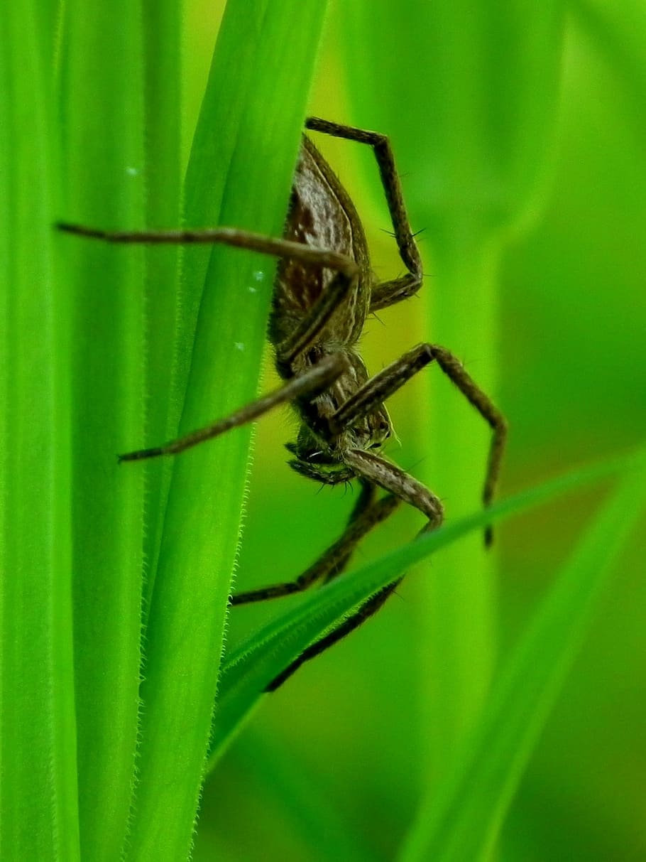 spider, insect, my, macro, nature, green color, one animal HD wallpaper