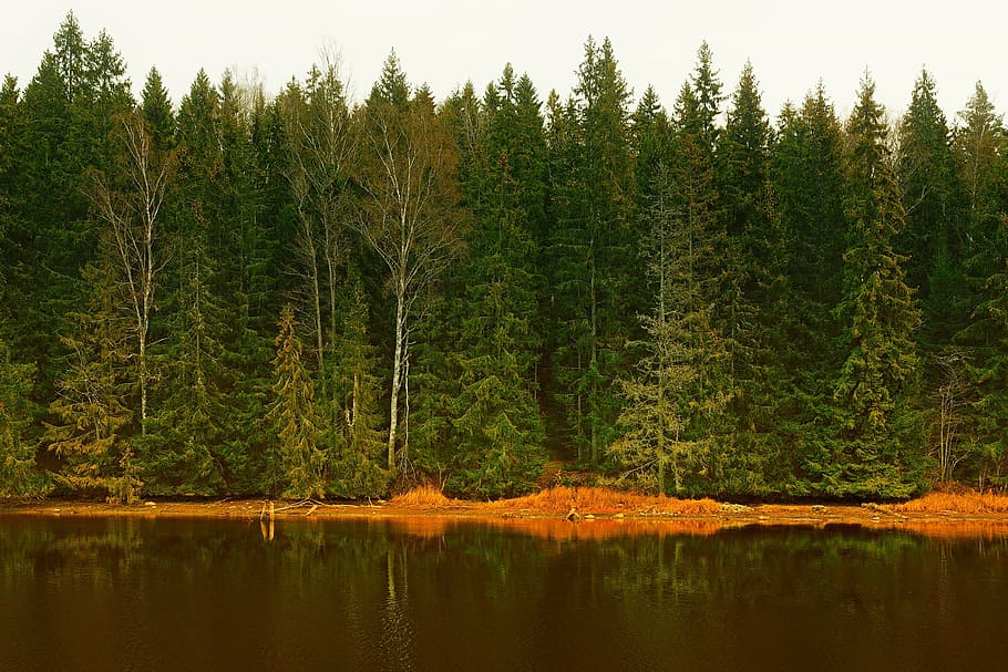 sweden, forest, trees, woods, lake, water, reflections, landscape HD wallpaper