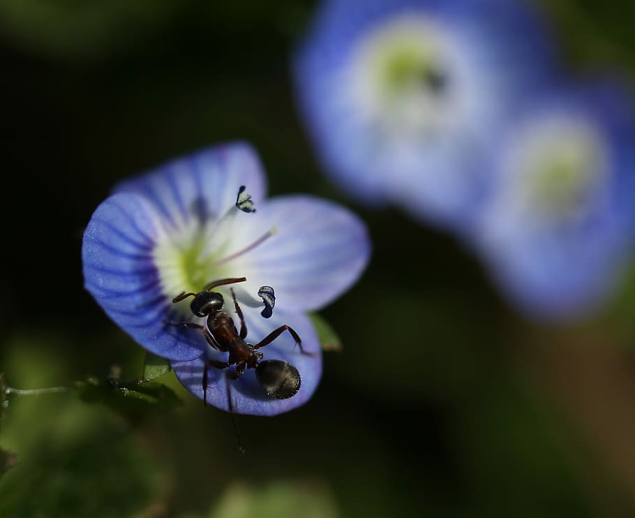 cornflower, ant, insecta, blue, plant, leaves, green, beauty HD wallpaper