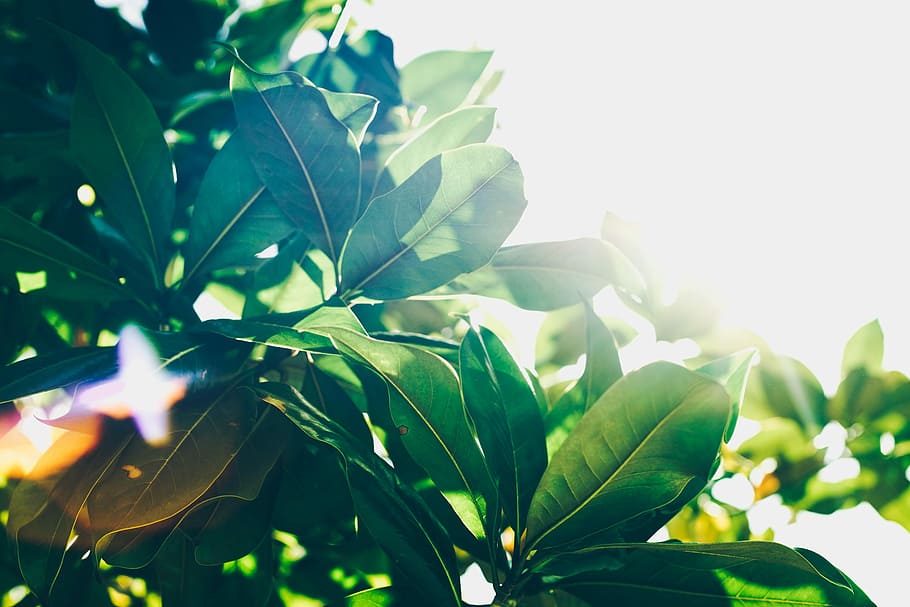 green leafed plant, sun streaming through green leaf plants, sunlight HD wallpaper