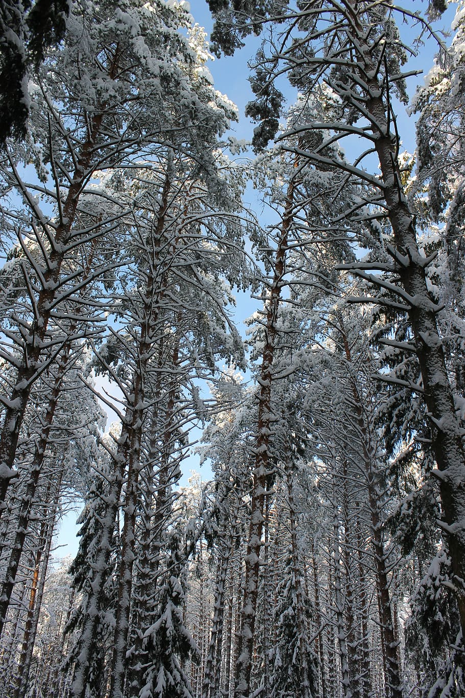 Pine, Winter, Winter, Forest, Thicket, winter forest, tree HD wallpaper