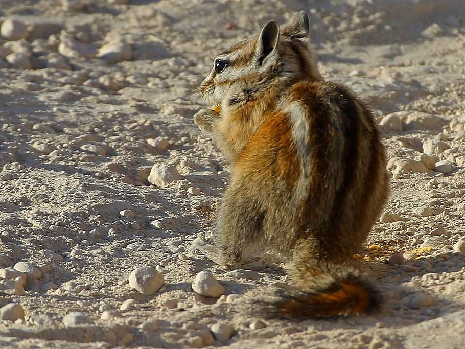 brown chipmunk standing on ground, squirrel, nager, tail, rodent HD wallpaper