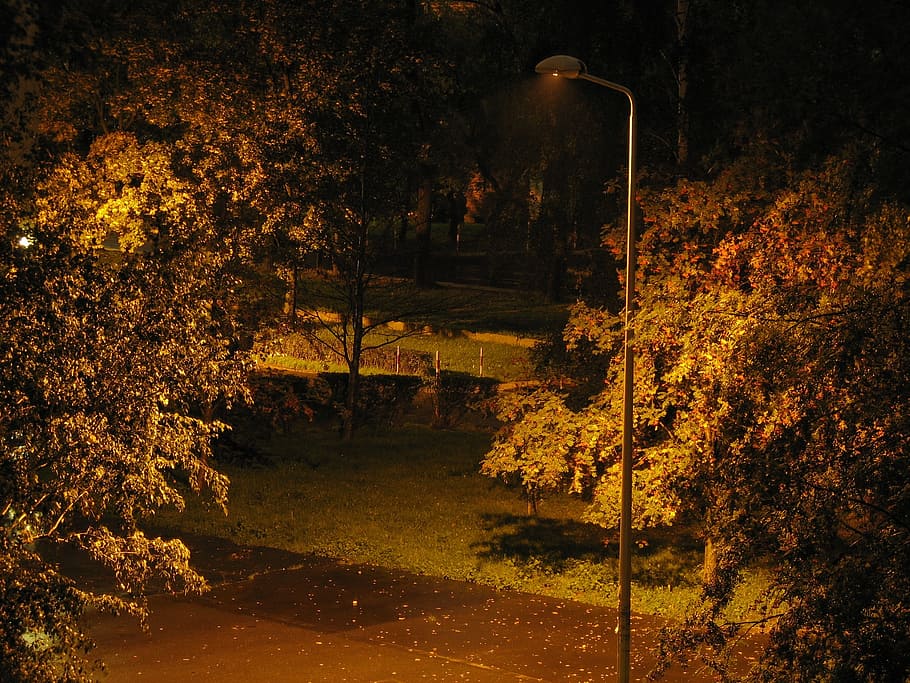 backyard, lantern, night, tree, plant, nature, autumn, change HD wallpaper