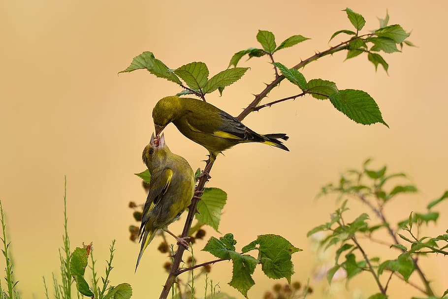 two green finches perched on branch, nature, leaf, tree, bird HD wallpaper