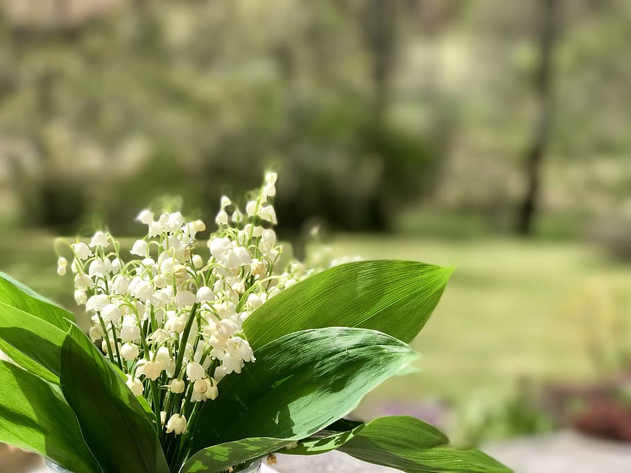 closeup photo of white petaled flowers, Thrush, Bell, 1, ° HD wallpaper