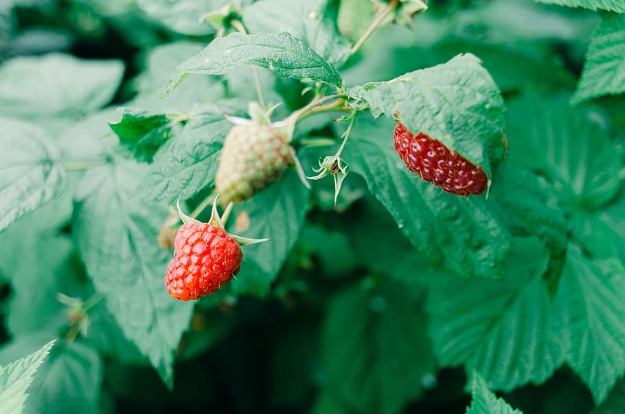 Raspberries, food and Drink, nature, fruit, leaf, berry Fruit HD wallpaper