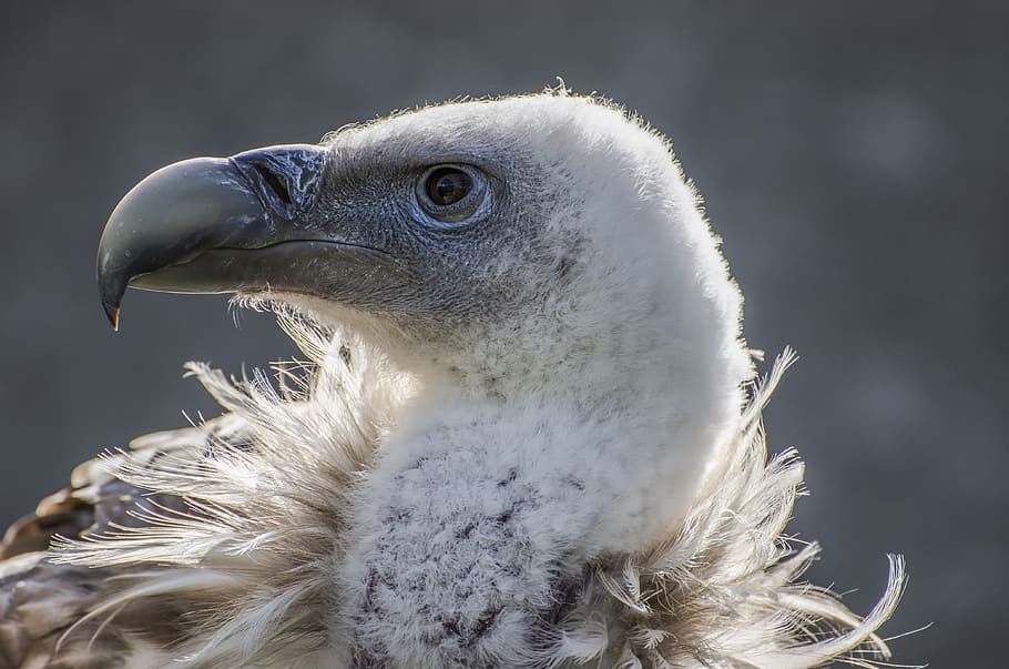 HD wallpaper: white vulture, animal, animal portrait, wildlife, bill ...