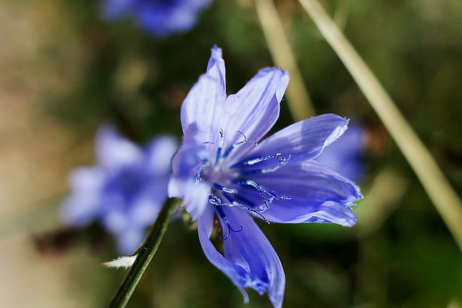 Cornflower, Blue, Blue, Summer, Blossom, Bloom, cereals, plant HD wallpaper