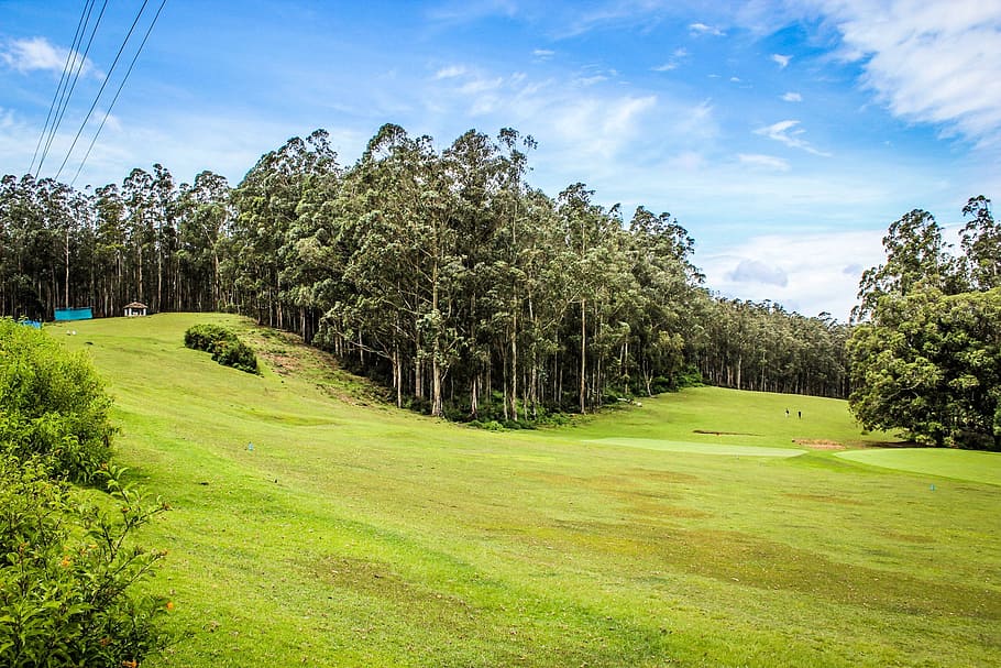 Nature, Environment, Grass, Blue, green, natural, plant, clean HD wallpaper