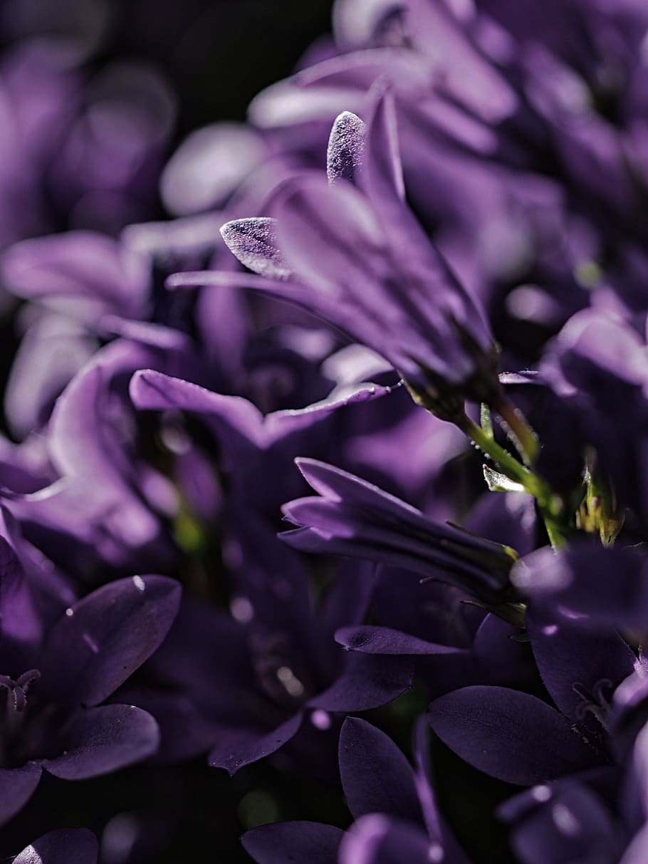 focus photo of purple petaled flower, shallow focus photography of purple flowers HD wallpaper