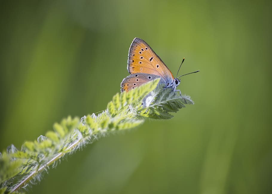 butterfly, leaf, nature, green, wings, coloring, animal wildlife HD wallpaper