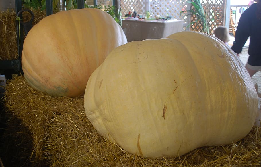 pumpkins, giant, fair, county, harvest, autumn, big, agriculture HD wallpaper