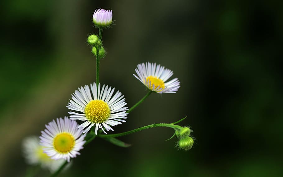 selective focus photo of white and yellow petaled flowers, daisies HD wallpaper
