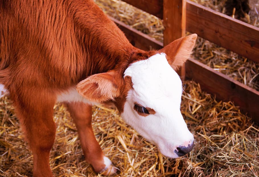 calf, baby, cow, animal themes, livestock, mammal, pets, domestic animals