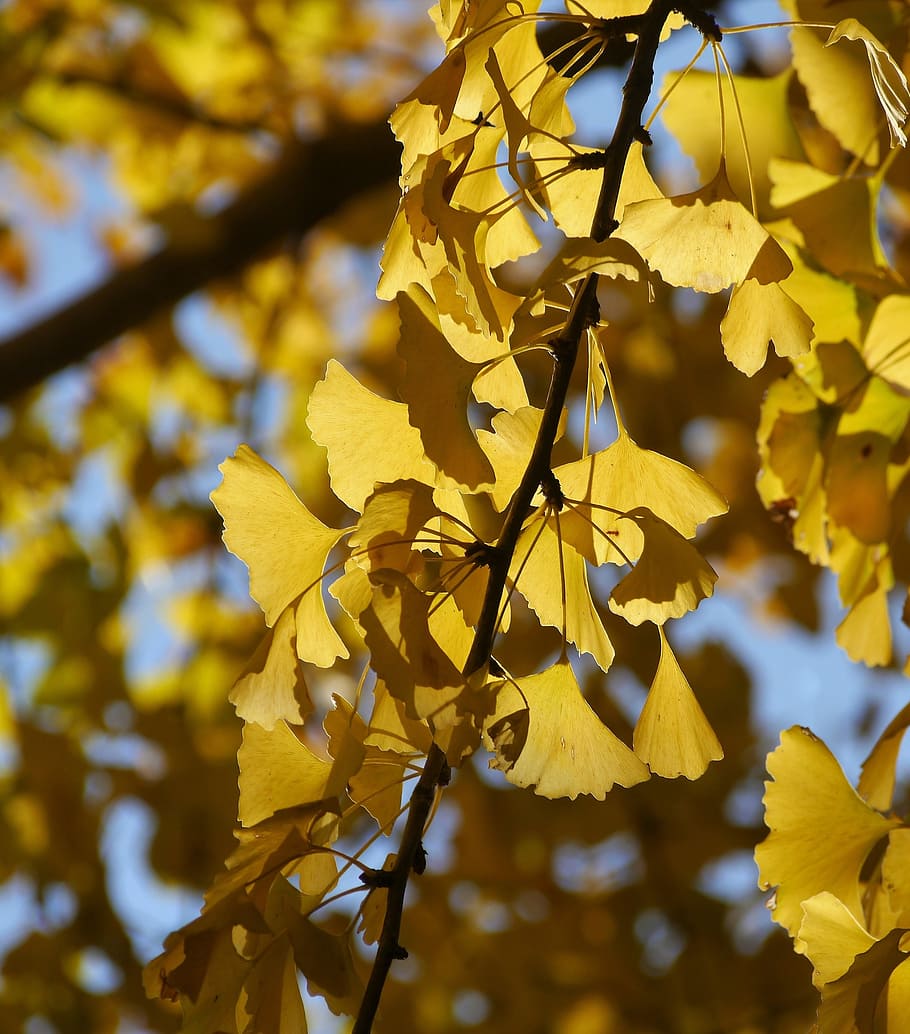 Gingko 1080P, 2K, 4K, 5K HD wallpapers free download | Wallpaper Flare