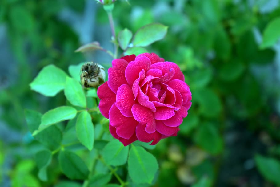 red rose, flower, bloom, blossom, plant, rosa, flowering plant HD wallpaper