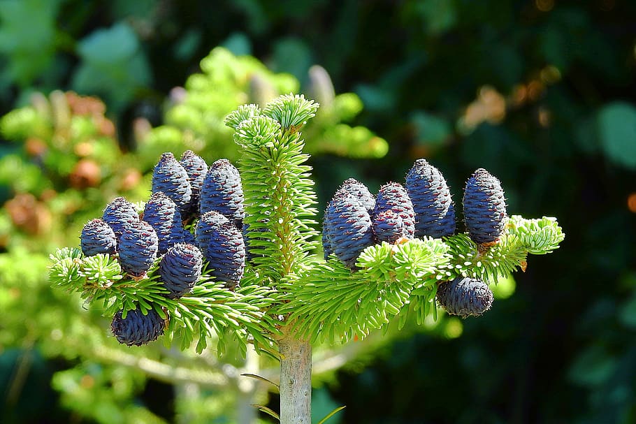 cones, tree, coniferous, plant, flower, close-up, nature, flowering plant HD wallpaper