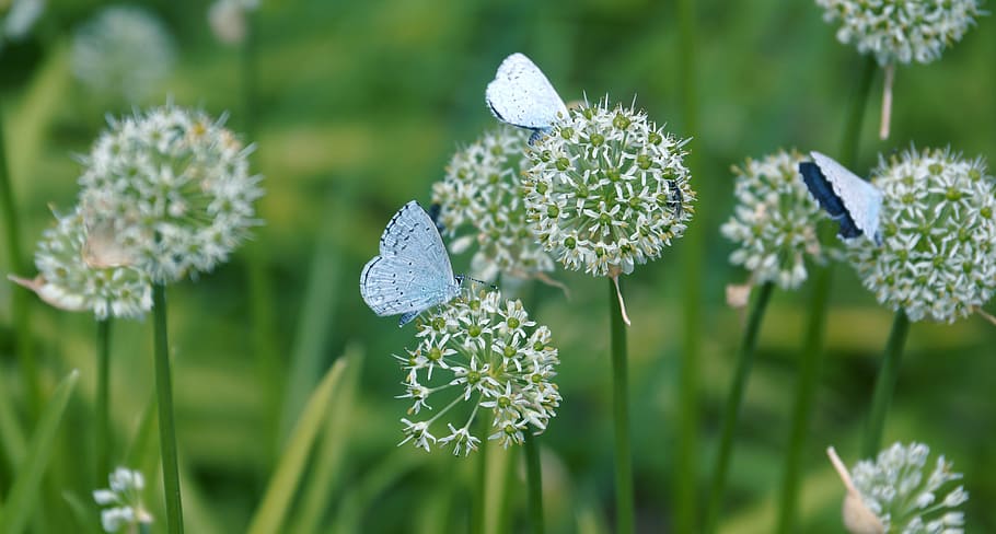 butterfly, flower, nature, summer, insect, plant, close-up HD wallpaper