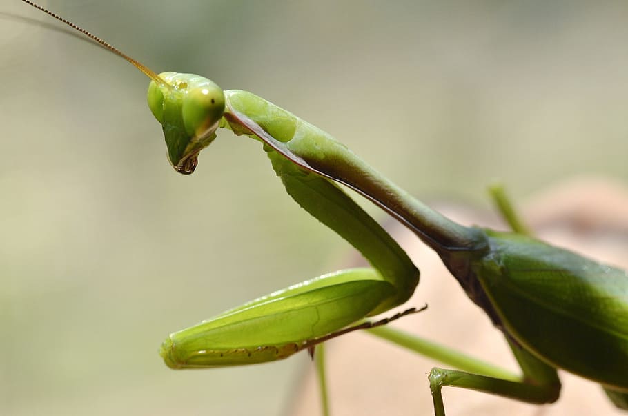 Insect, Macro, Grasshopper, green color, close-up, one animal HD wallpaper