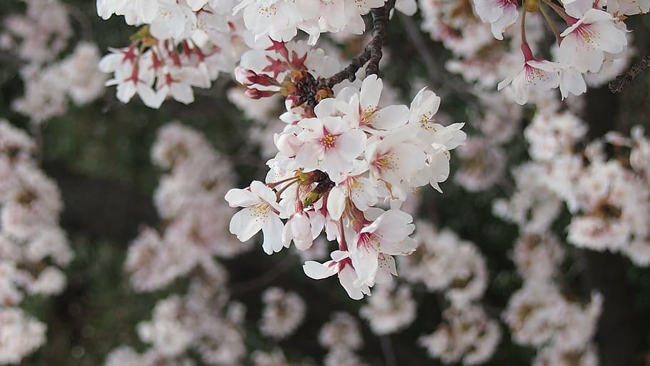 cherry, yoshino cherry tree, spring in japan, nature, branch