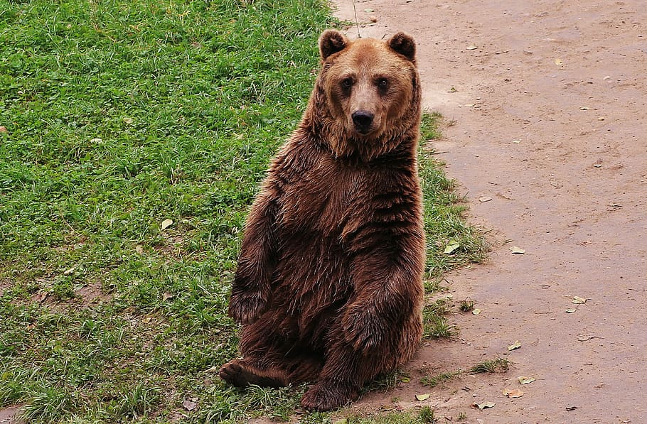 brown Grizzly bear on green grass, the bear, teddy bear, animal HD wallpaper