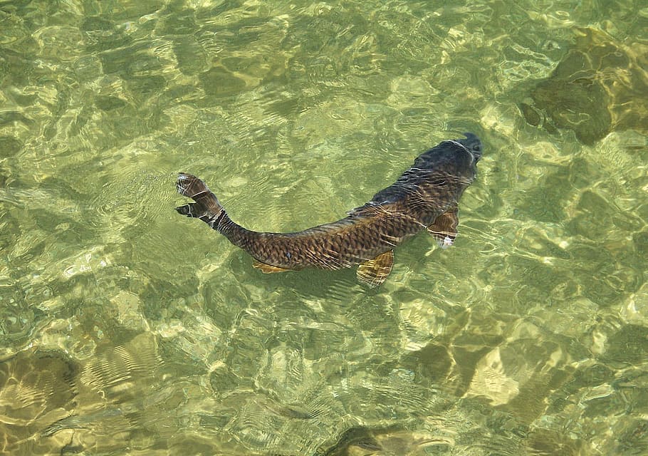 Koi, Fish, Carp, Pond, Swimming, Water, animal, sea, nature HD wallpaper