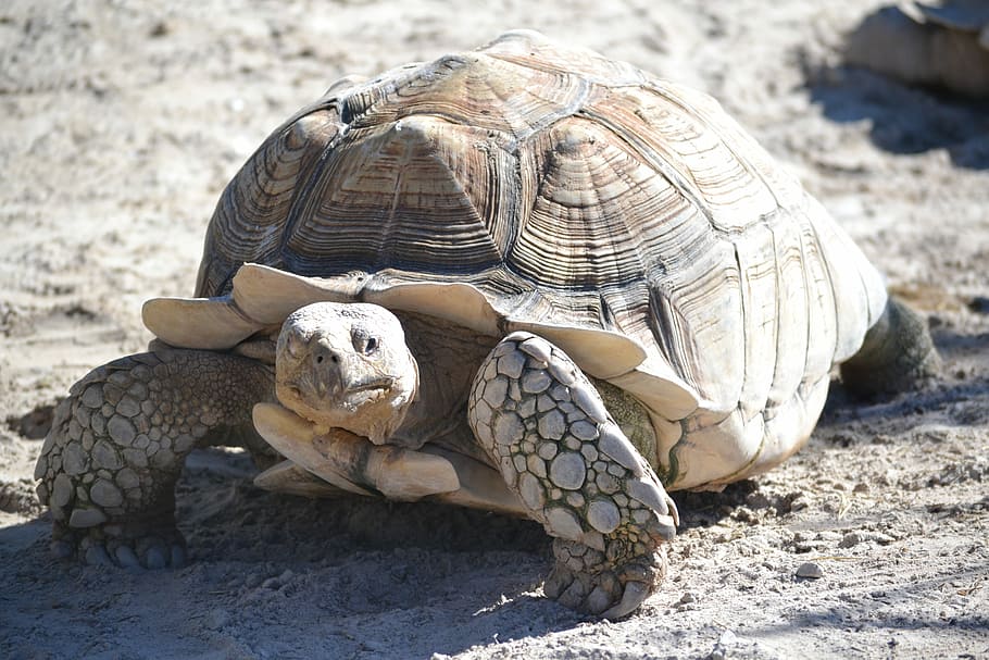 Turtle, Animals, Slow, Shell, tortoise, animal wildlife, one animal HD wallpaper