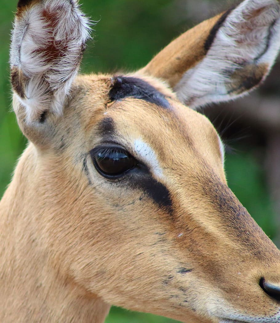 impala, antelope, buck, animal themes, mammal, one animal, domestic animals HD wallpaper