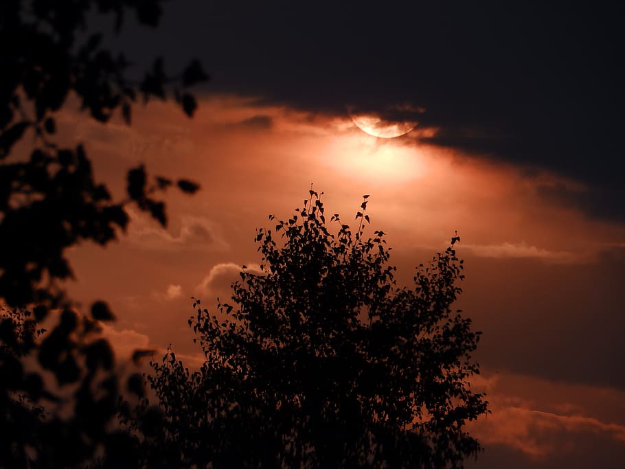 abendstimmung, sunset, clouds, trees, silhouettes, sky, plant HD wallpaper